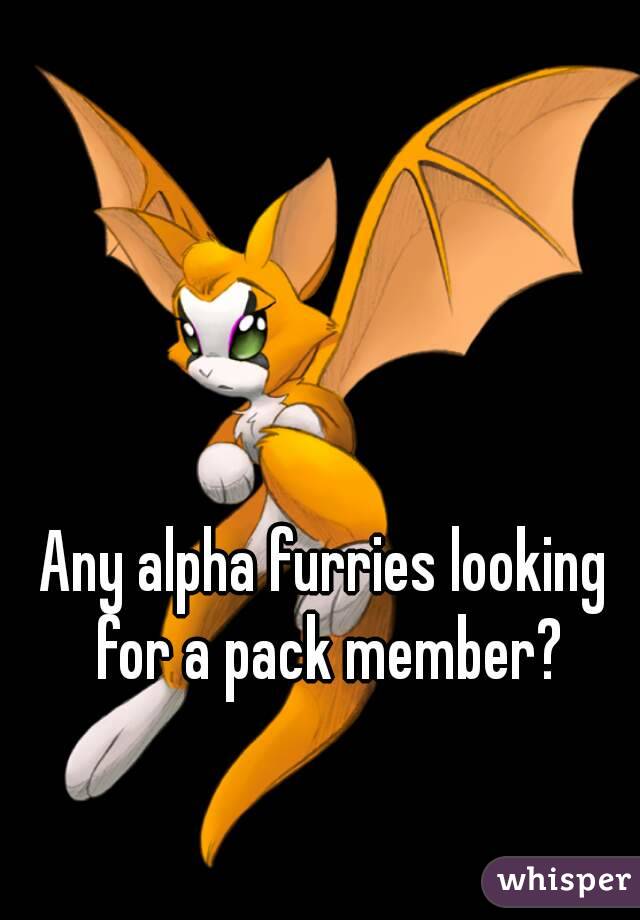 Any alpha furries looking for a pack member?