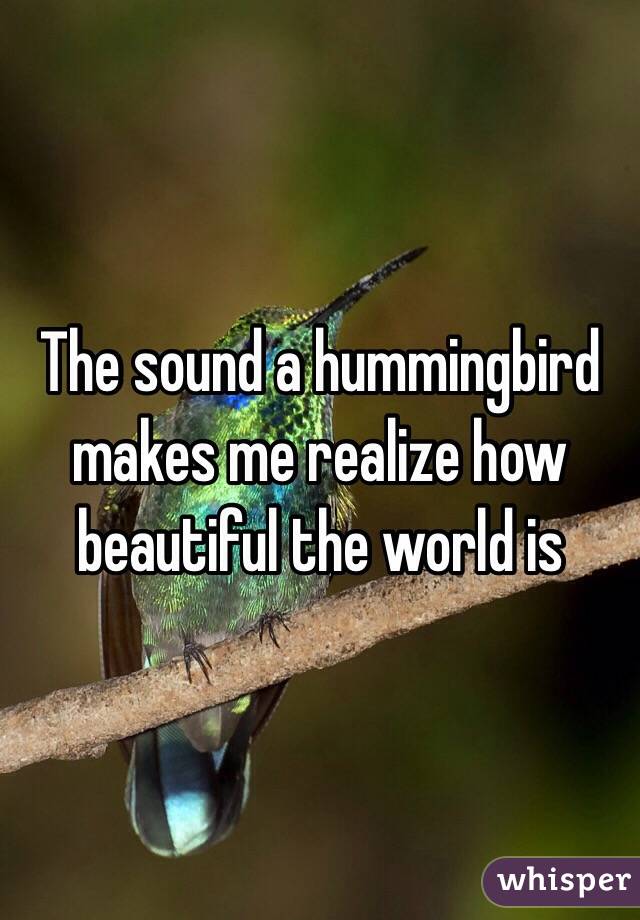 The sound a hummingbird makes me realize how beautiful the world is 