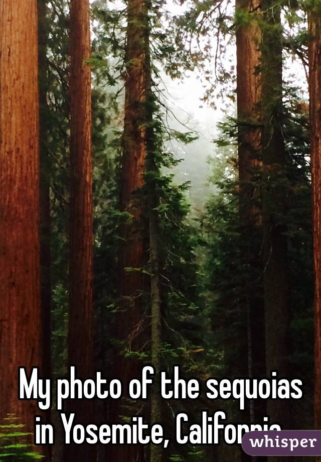 My photo of the sequoias in Yosemite, California.
