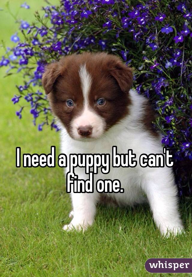 I need a puppy but can't find one.