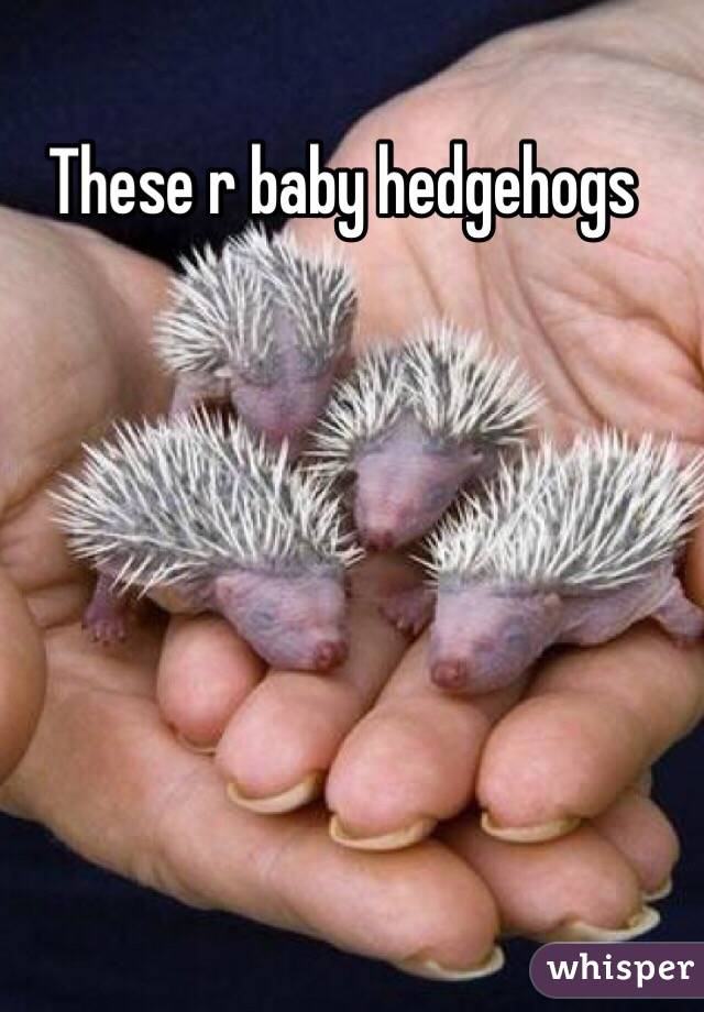 These r baby hedgehogs 