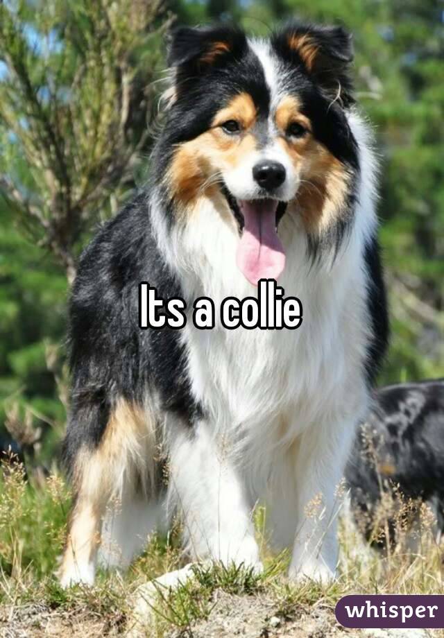 Its a collie
