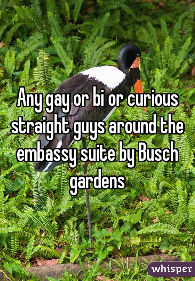 Any gay or bi or curious straight guys around the embassy suite by Busch gardens 