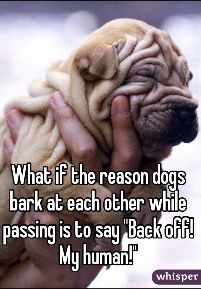 What if the reason dogs bark at each other while passing is to say "Back off! My human!"