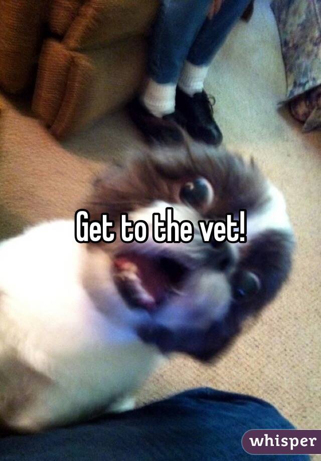 Get to the vet!