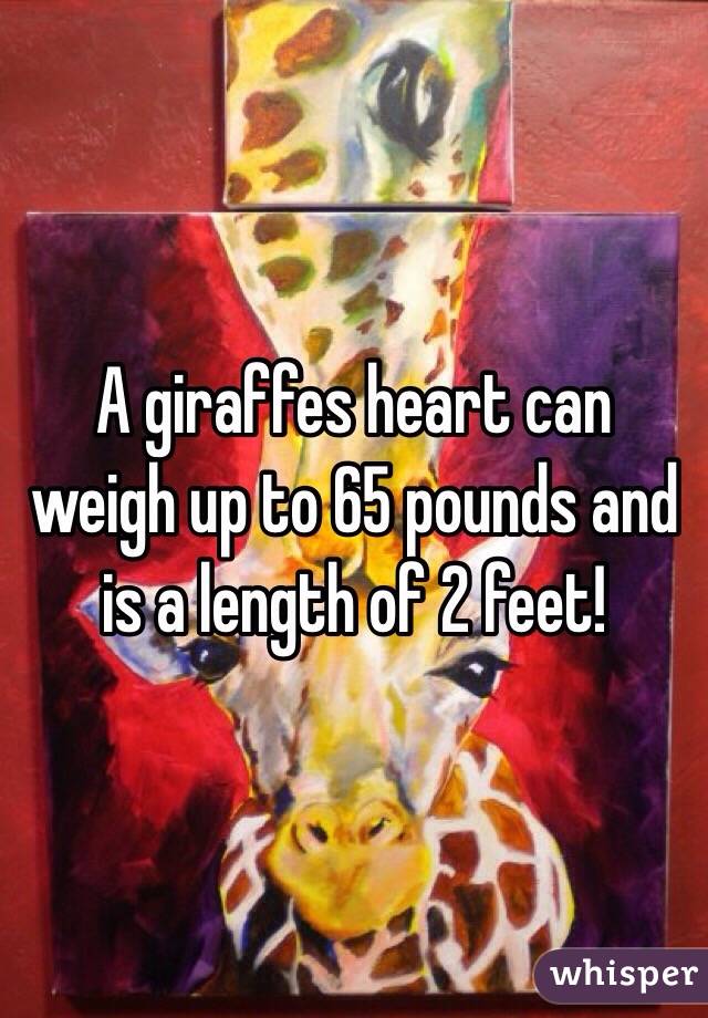 A giraffes heart can weigh up to 65 pounds and is a length of 2 feet!