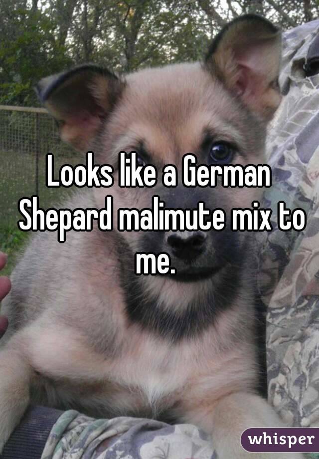 Looks like a German Shepard malimute mix to me.  