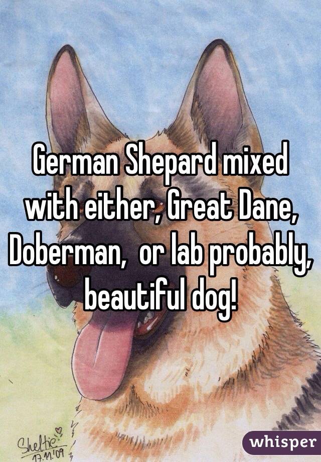 German Shepard mixed with either, Great Dane, Doberman,  or lab probably, beautiful dog!