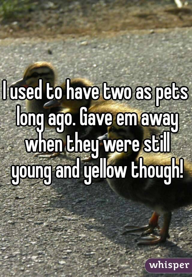 I used to have two as pets long ago. Gave em away when they were still young and yellow though!