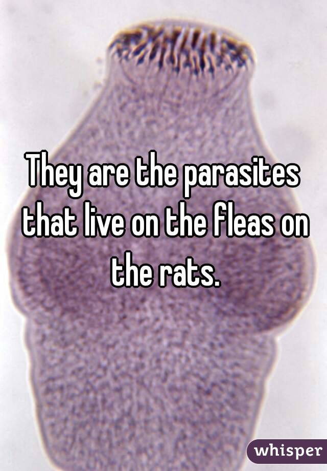 They are the parasites that live on the fleas on the rats.