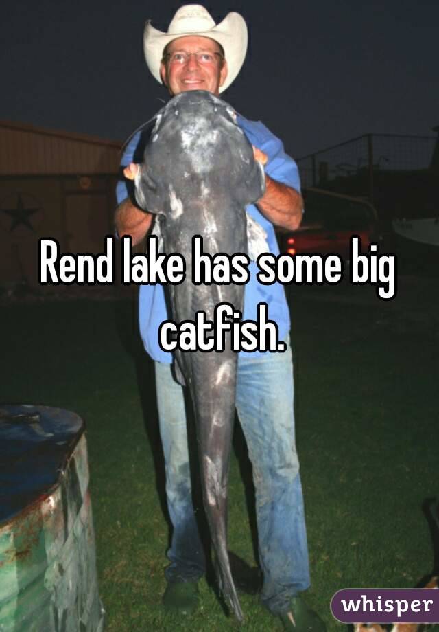 Rend lake has some big catfish.