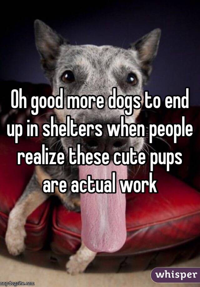 Oh good more dogs to end up in shelters when people realize these cute pups are actual work