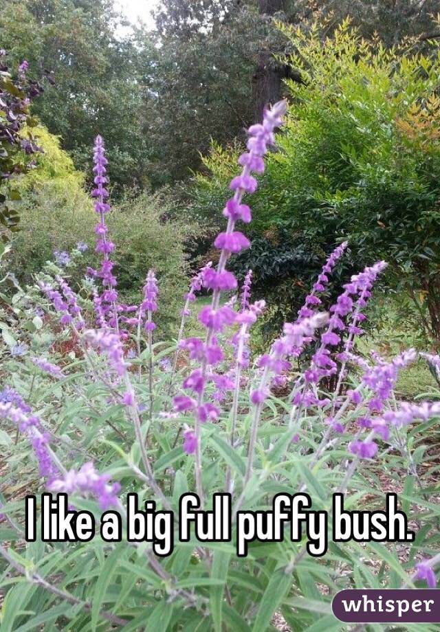 I like a big full puffy bush. 