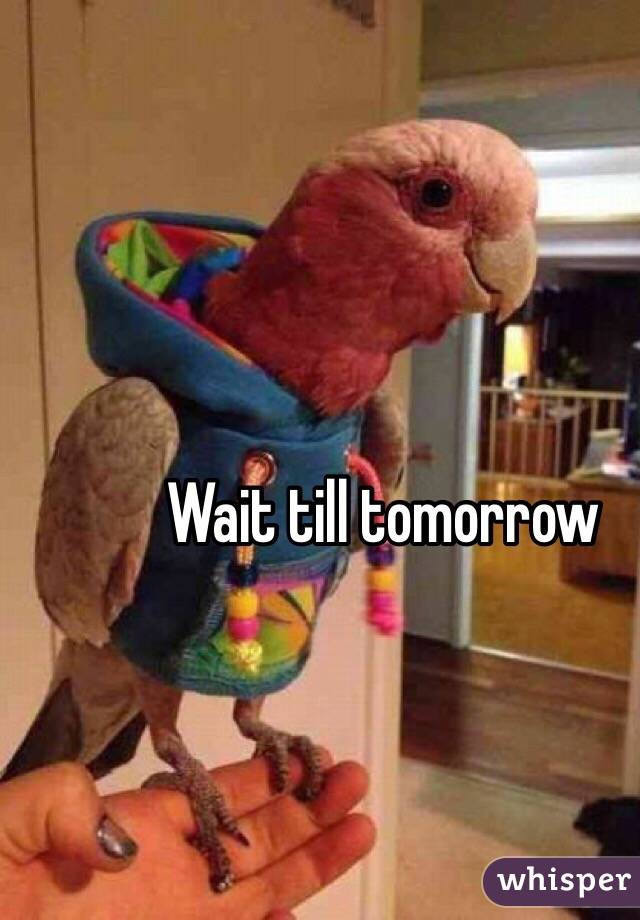 Wait till tomorrow 