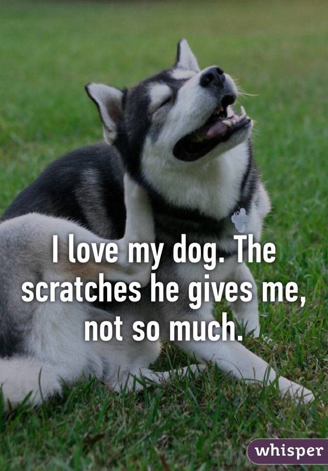 I love my dog. The scratches he gives me, not so much.