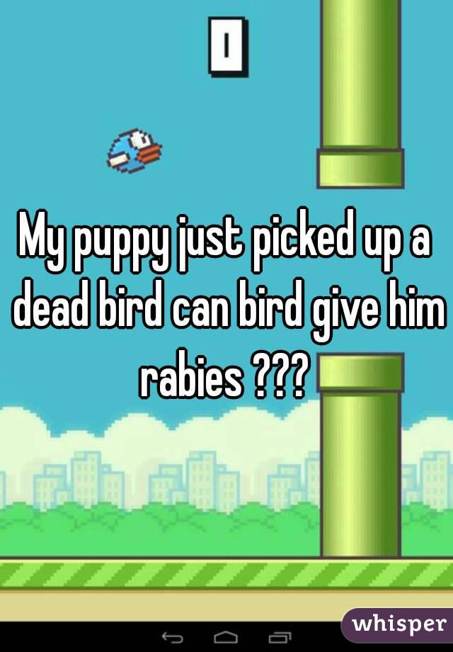 My puppy just picked up a dead bird can bird give him rabies ??? 