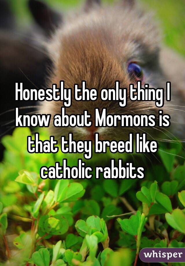 Honestly the only thing I know about Mormons is that they breed like catholic rabbits 