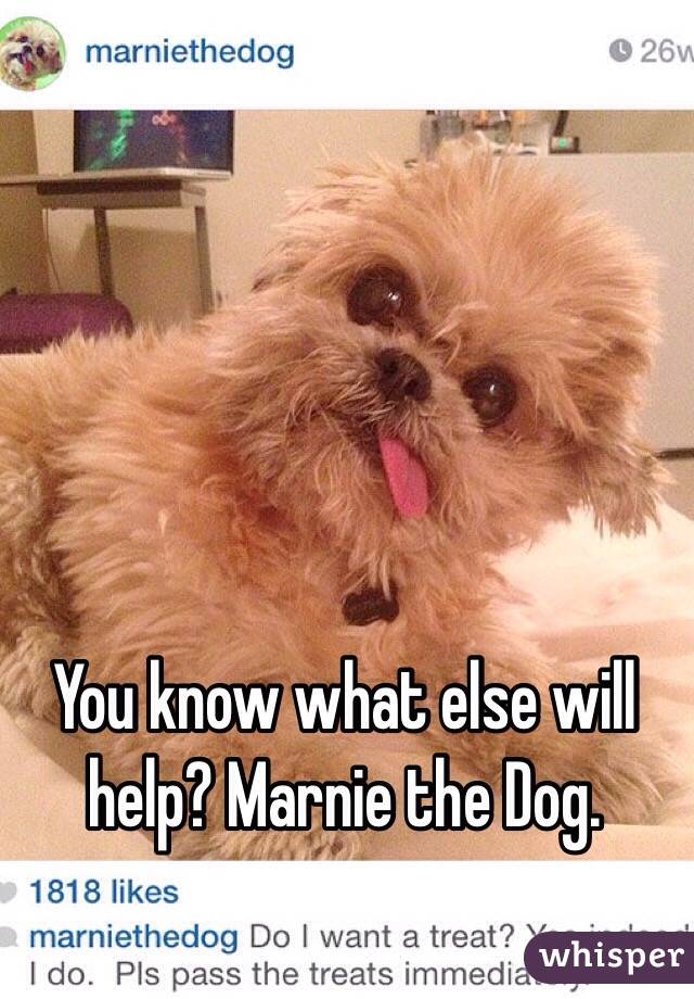 You know what else will help? Marnie the Dog.