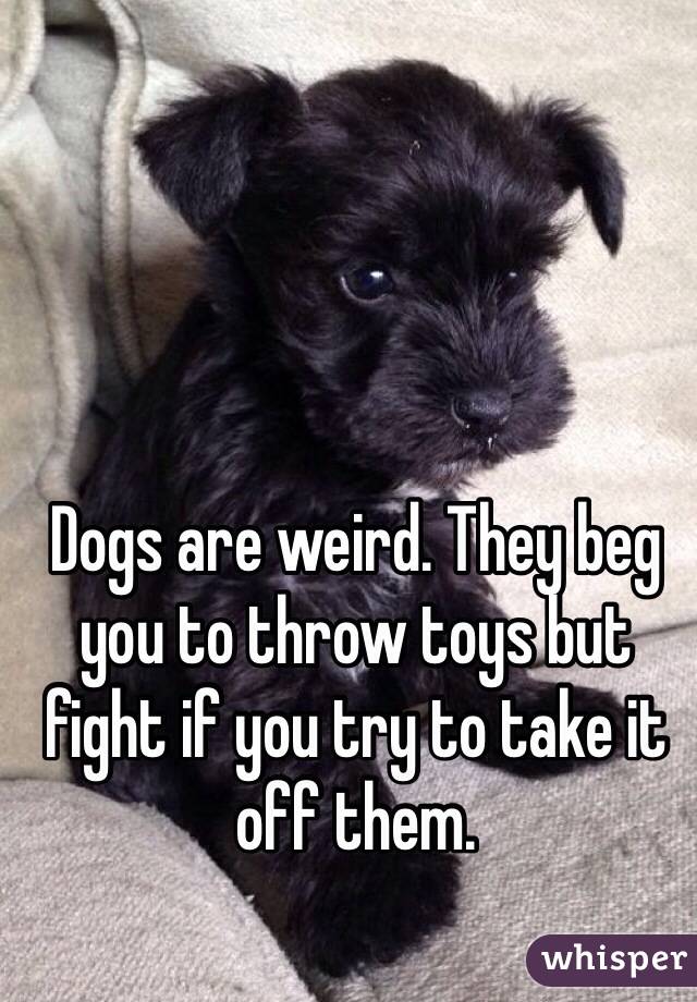 Dogs are weird. They beg you to throw toys but fight if you try to take it off them. 