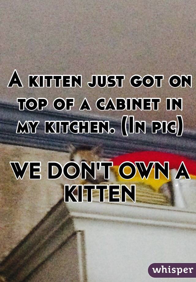 A kitten just got on top of a cabinet in my kitchen. (In pic)

WE DON'T OWN A KITTEN