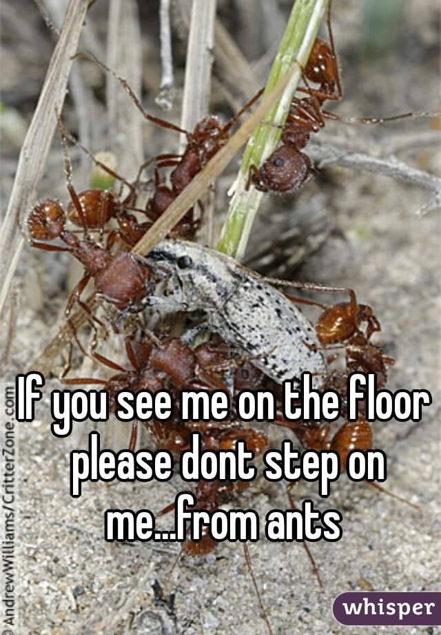 If you see me on the floor please dont step on me...from ants 