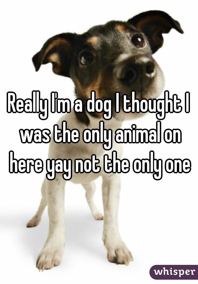 Really I'm a dog I thought I was the only animal on here yay not the only one