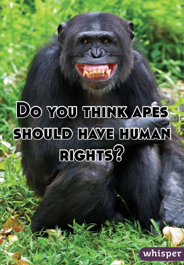 Do you think apes should have human rights?
