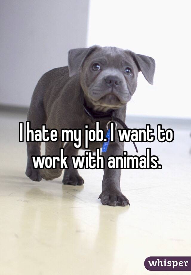 I hate my job. I want to work with animals.