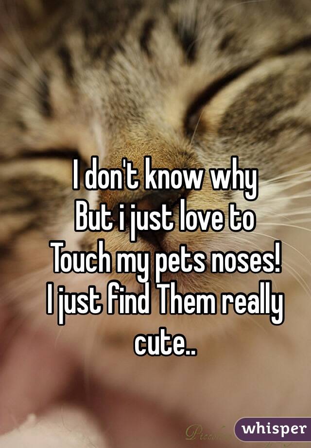 I don't know why
But i just love to
Touch my pets noses!
I just find Them really cute..