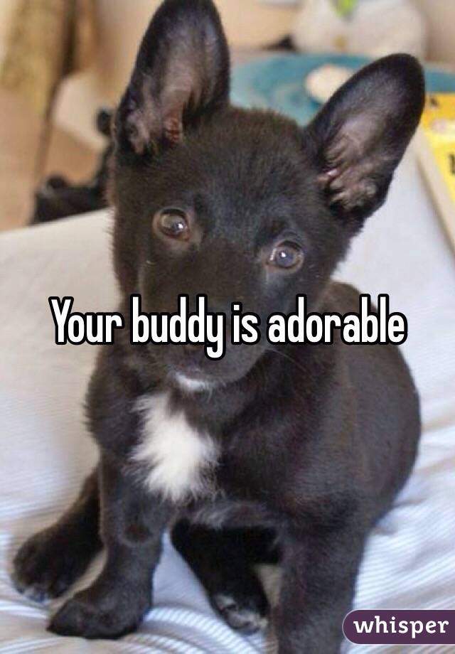Your buddy is adorable