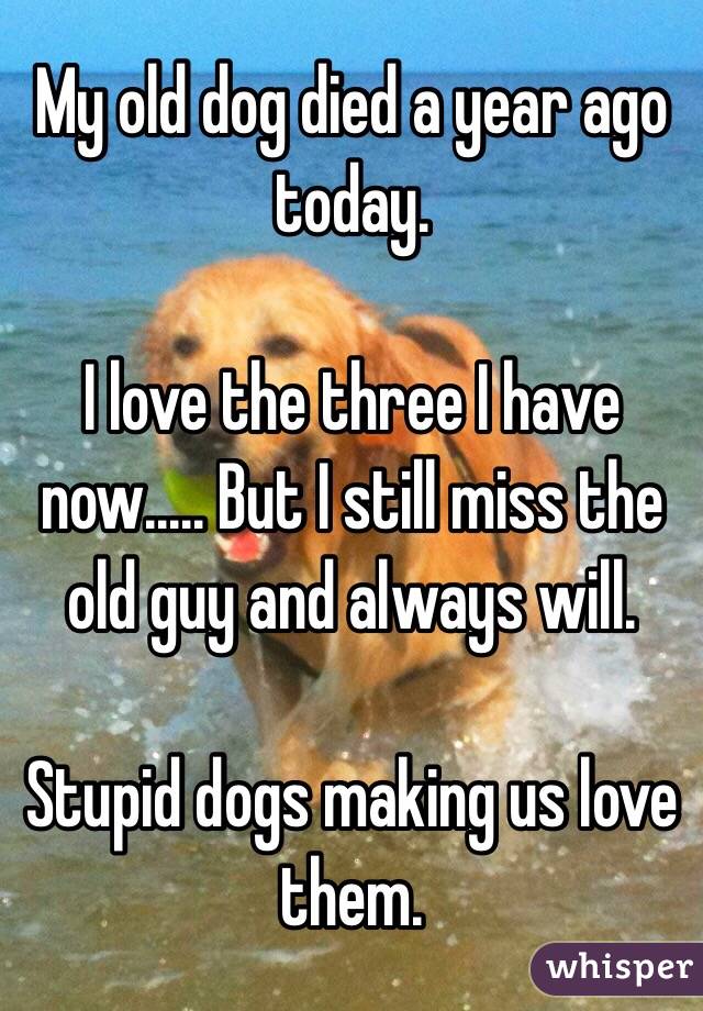My old dog died a year ago today.

I love the three I have now..... But I still miss the old guy and always will.

Stupid dogs making us love them.