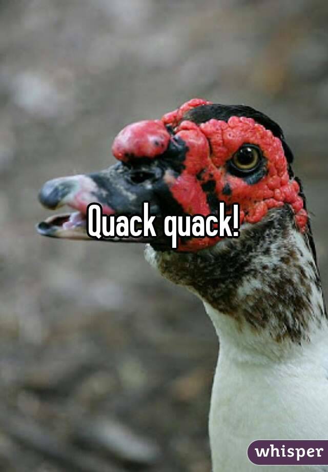 Quack quack!