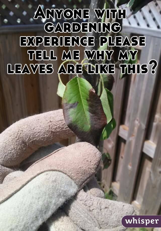Anyone with gardening experience please tell me why my leaves are like this? 