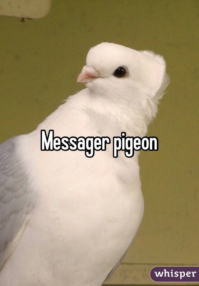 Messager pigeon