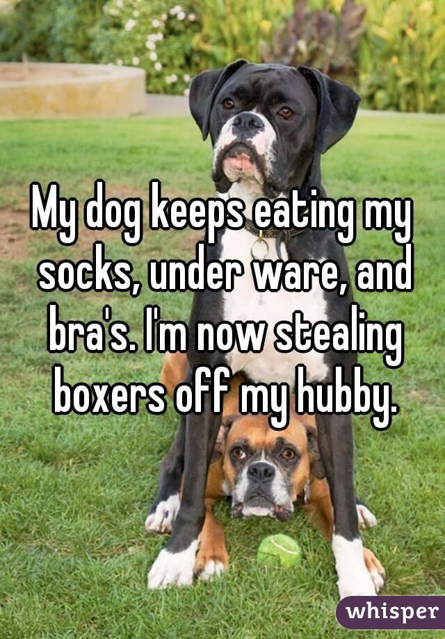 My dog keeps eating my socks, under ware, and bra's. I'm now stealing boxers off my hubby.