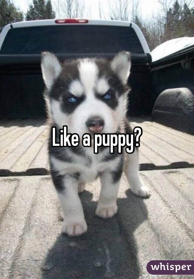 Like a puppy?