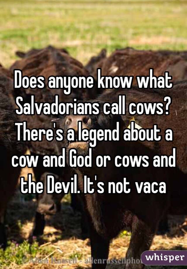 Does anyone know what Salvadorians call cows? There's a legend about a cow and God or cows and the Devil. It's not vaca   