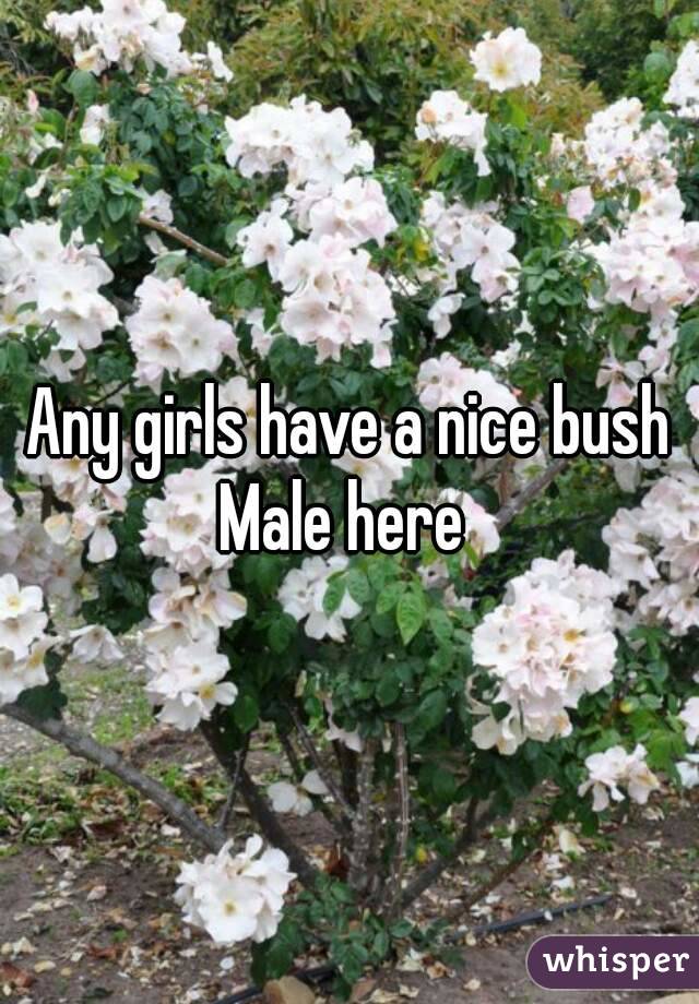 Any girls have a nice bush
Male here 