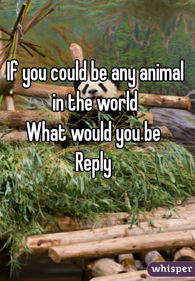 If you could be any animal in the world 
What would you be 
Reply 