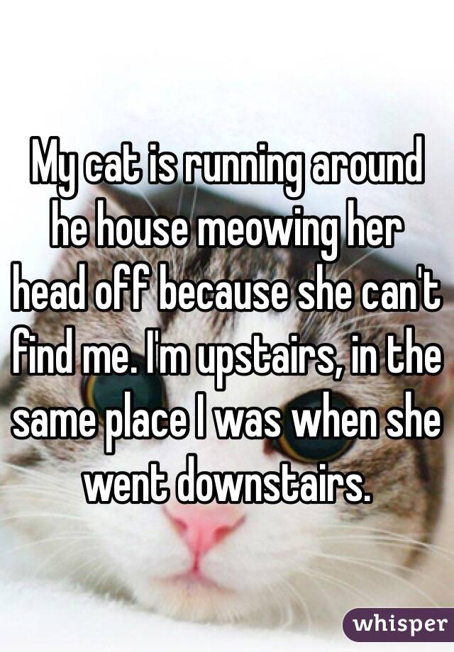My cat is running around he house meowing her head off because she can't find me. I'm upstairs, in the same place I was when she went downstairs. 