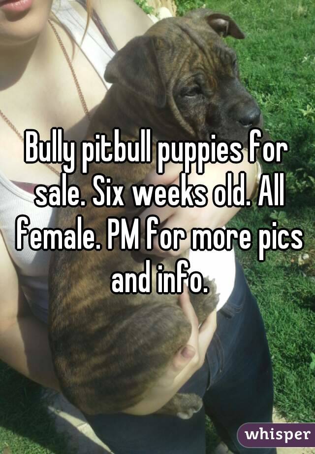 Bully pitbull puppies for sale. Six weeks old. All female. PM for more pics and info.