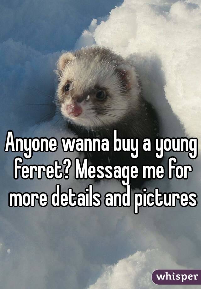 Anyone wanna buy a young ferret? Message me for more details and pictures
