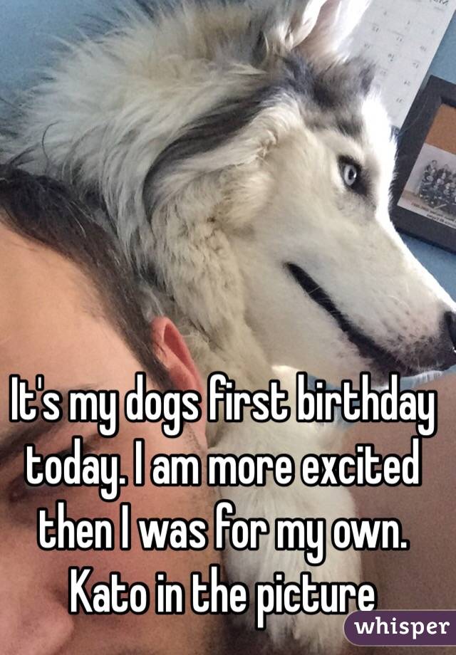 It's my dogs first birthday today. I am more excited then I was for my own. Kato in the picture 