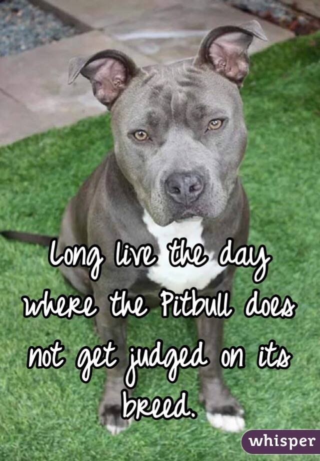 Long live the day where the Pitbull does not get judged on its breed.