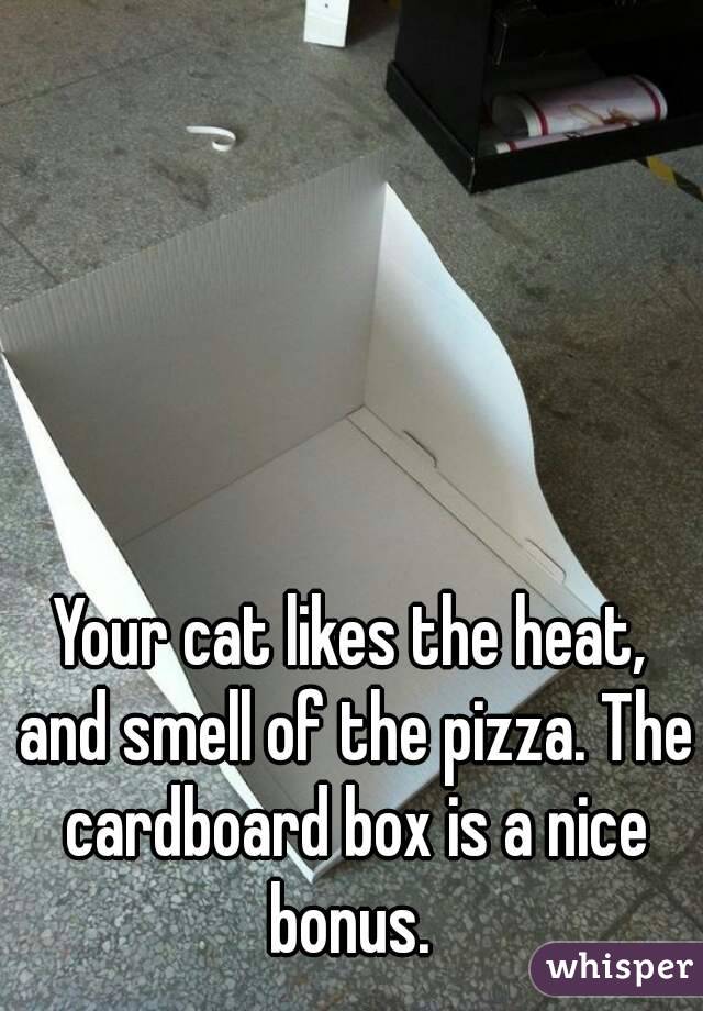 Your cat likes the heat, and smell of the pizza. The cardboard box is a nice bonus. 