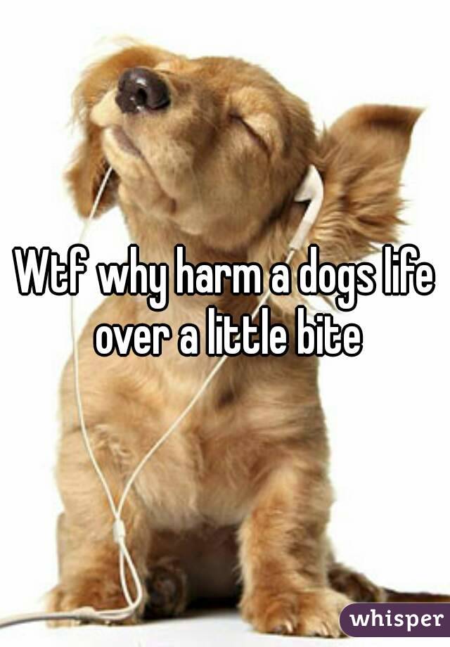 Wtf why harm a dogs life over a little bite