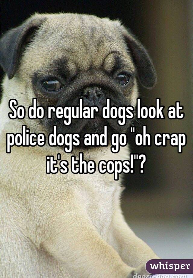So do regular dogs look at police dogs and go "oh crap it's the cops!"? 