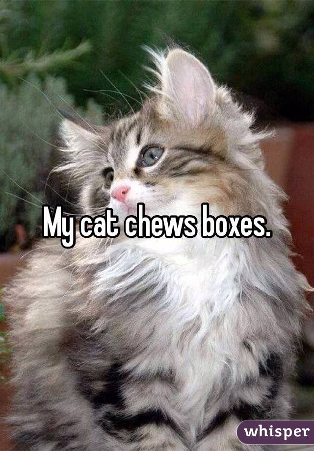 My cat chews boxes.