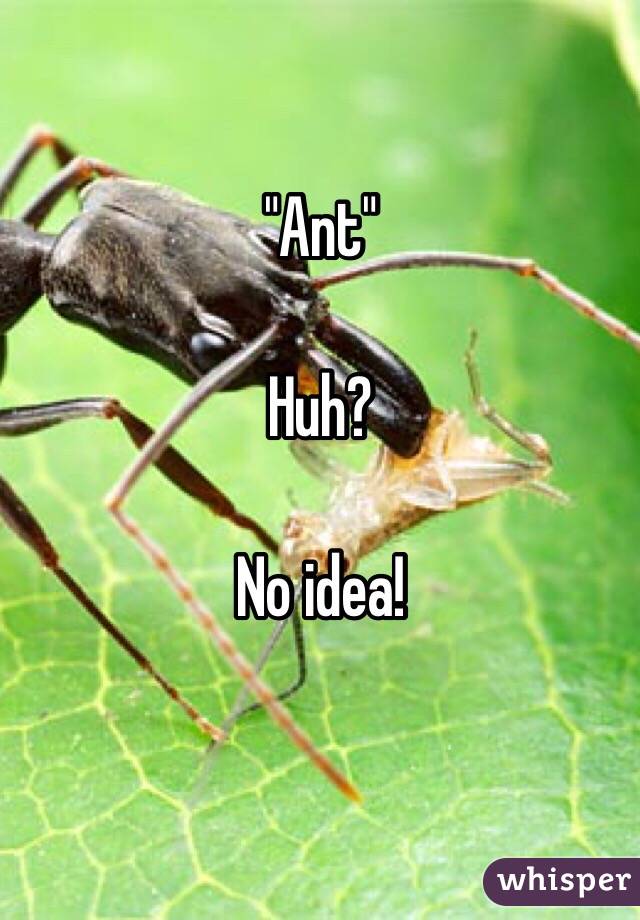 "Ant"

Huh?

No idea!

