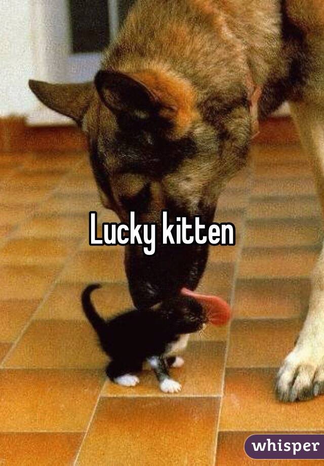 Lucky kitten 